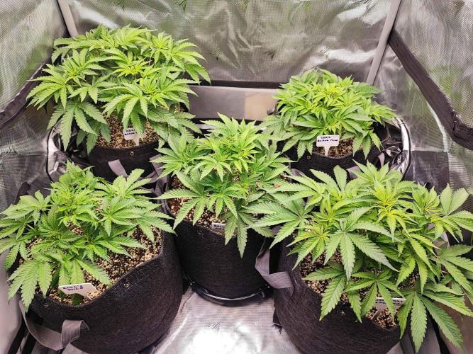 AC Infinity 3x3 grow. Week 5 - DAY 29
23.3. 2026