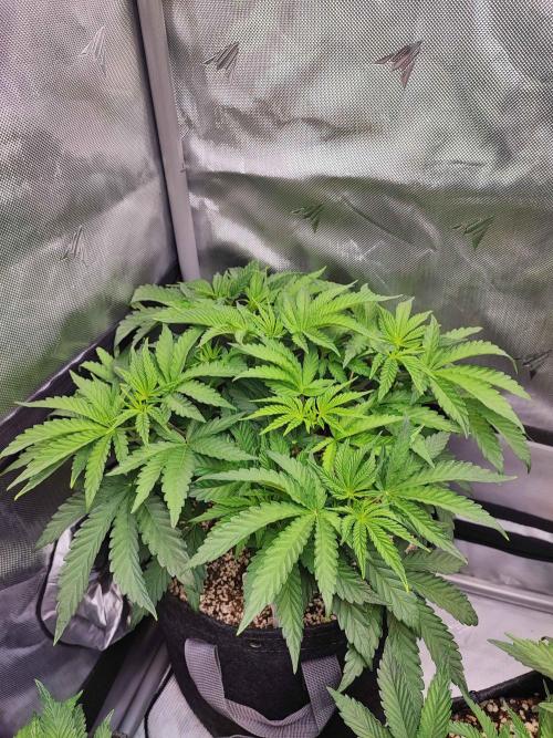 AC Infinity 3x3 grow. Week 5 - Toronjaz 
DAY 29
