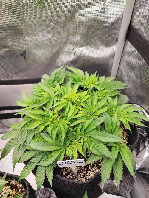 AC Infinity 3x3 grow. Week 5 - Uvaz 
DAY 29
