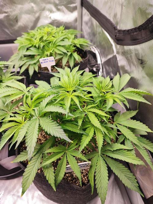 AC Infinity 3x3 grow. Week 5 - Blueberry Pancakes
DAY 29
