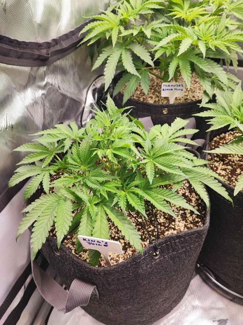 AC Infinity 3x3 grow. Week 5 - King´s Juice
DAY 29
