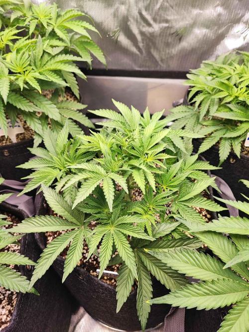 AC Infinity 3x3 grow. Week 5 - Rainbow Melon 
DAY 29
