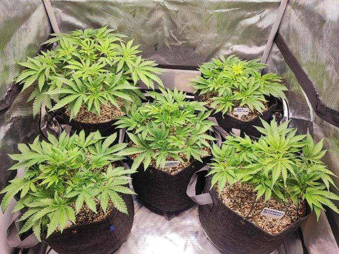 AC Infinity 3x3 grow. Week 5 - DAY 30
24.3. 2026