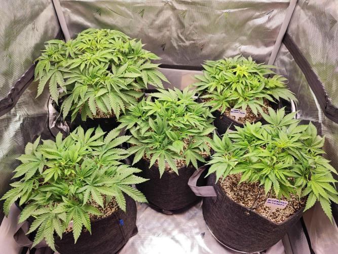 AC Infinity 3x3 grow. Week 5 - DAY 31
25.3. 2026