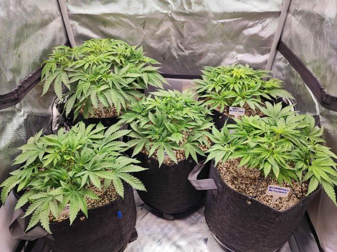 AC Infinity 3x3 grow. Week 5 - DAY 32
26.3. 2026