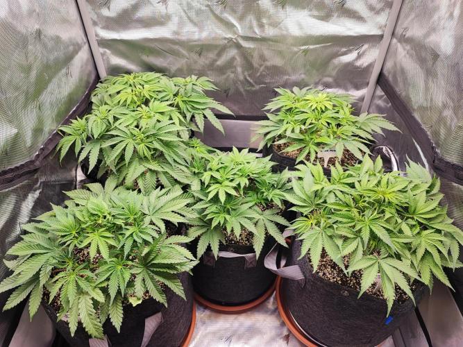 AC Infinity 3x3 grow. Week 5 - DAY 33
27.3. 2026