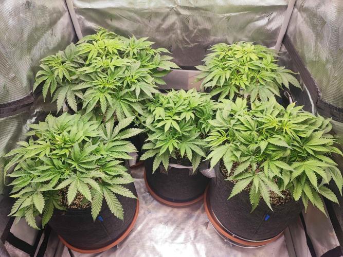AC Infinity 3x3 grow. Week 5 - DAY 34
28.3. 2026