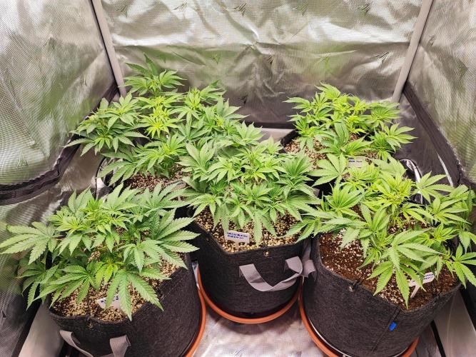 AC Infinity 3x3 grow. Week 5 - DAY 35 
29.3. 2026