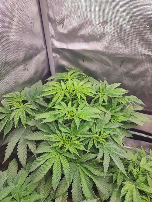 AC Infinity 3x3 grow. Week 5 - Toronjaz 
DAY 34