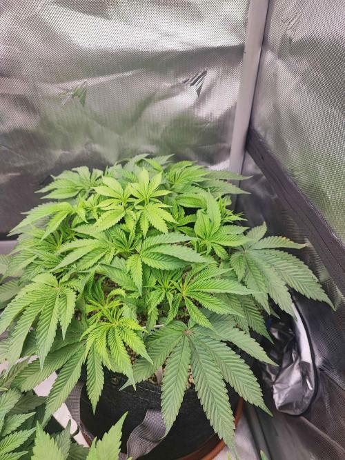 AC Infinity 3x3 grow. Week 5 - Uvaz 
DAY 34