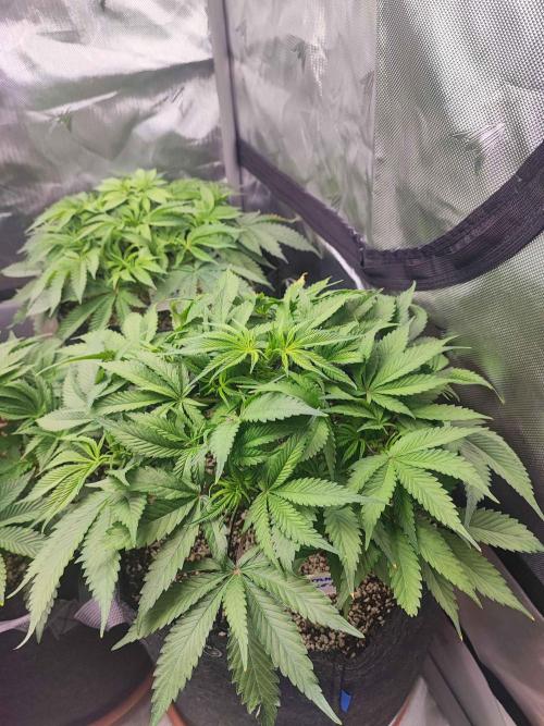 AC Infinity 3x3 grow. Week 5 - Blueberry Pancakes
DAY 34
