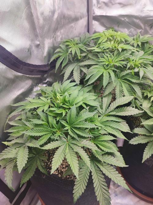 AC Infinity 3x3 grow. Week 5 - King´s Juice
DAY 34