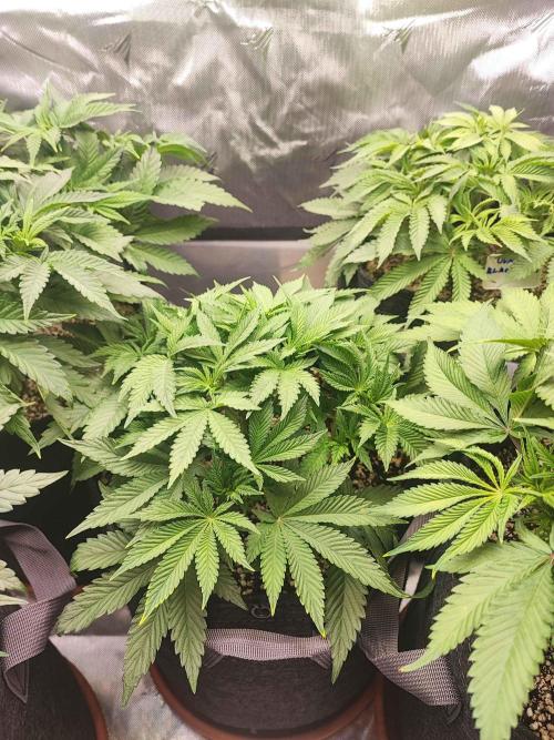 AC Infinity 3x3 grow. Week 5 - Rainbow Melon 
DAY 34