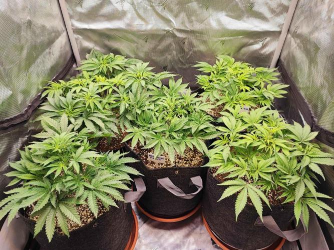 AC Infinity 3x3 grow. Week 6 - DAY 36
30.3. 2026