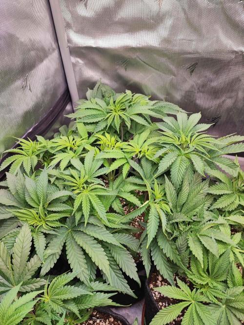 AC Infinity 3x3 grow. Week 6 - Toronjaz
DAY 36
