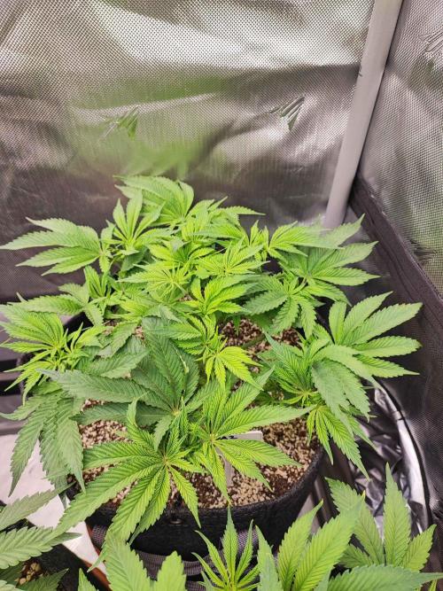 AC Infinity 3x3 grow. Week 6 - Uvaz 
DAY 36
