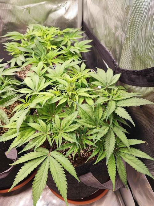 AC Infinity 3x3 grow. Week 6 - Blueberry Pancakes
DAY 36
