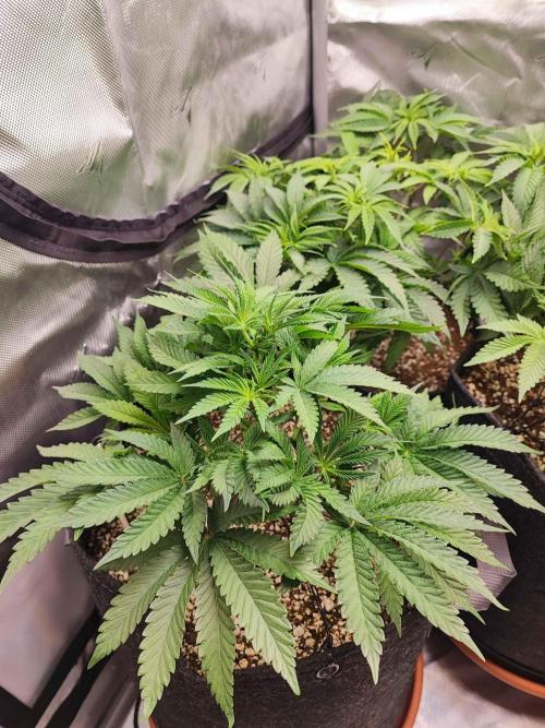 AC Infinity 3x3 grow. Week 6 - King´s Juice 
DAY 36
