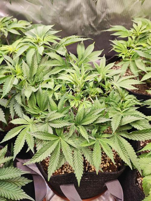 AC Infinity 3x3 grow. Week 6 - Rainbow Melon 
DAY 36
