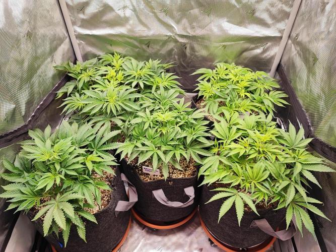 AC Infinity 3x3 grow. Week 6 - DAY 37
31.3. 2026