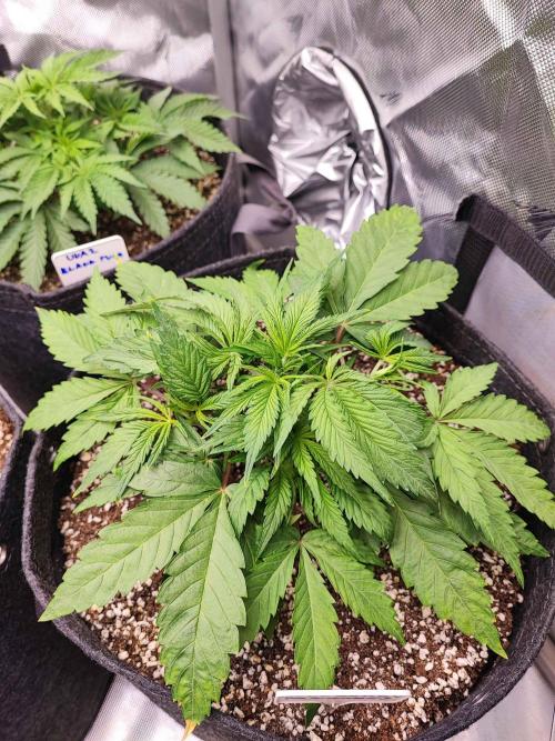 AC Infinity 3x3 grow. Week 3 - Blueberry Pancakes
DAY 21