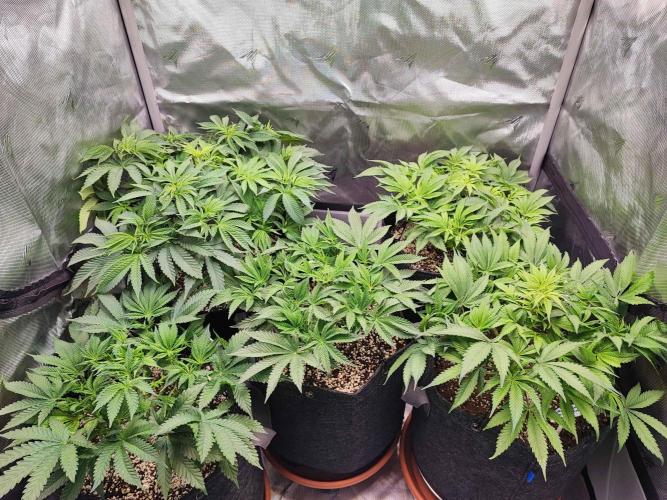 AC Infinity 3x3 grow. Week 6 - DAY 38
1.4. 2026