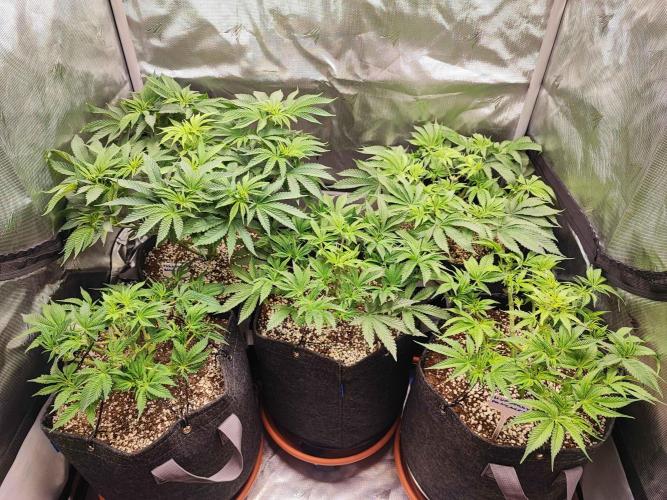 AC Infinity 3x3 grow. Week 6 - DAY 39
2.4. 2026