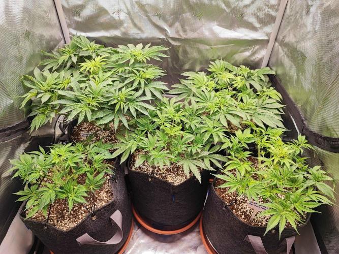 AC Infinity 3x3 grow. Week 6 - DAY 40
3.4. 2026