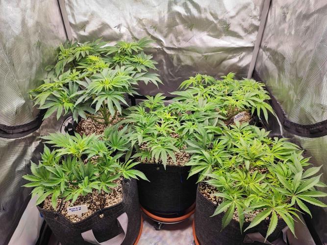 AC Infinity 3x3 grow. Week 6 - DAY 41
4.4. 2026