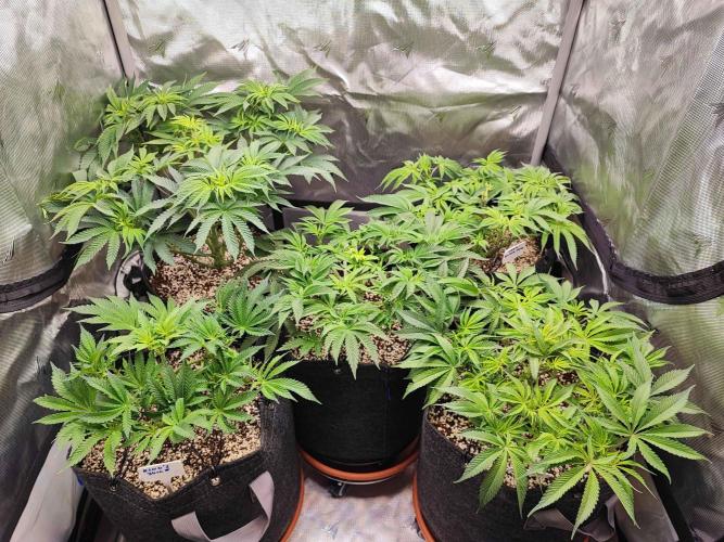 AC Infinity 3x3 grow. Week 6 - DAY 42
5.4. 2026