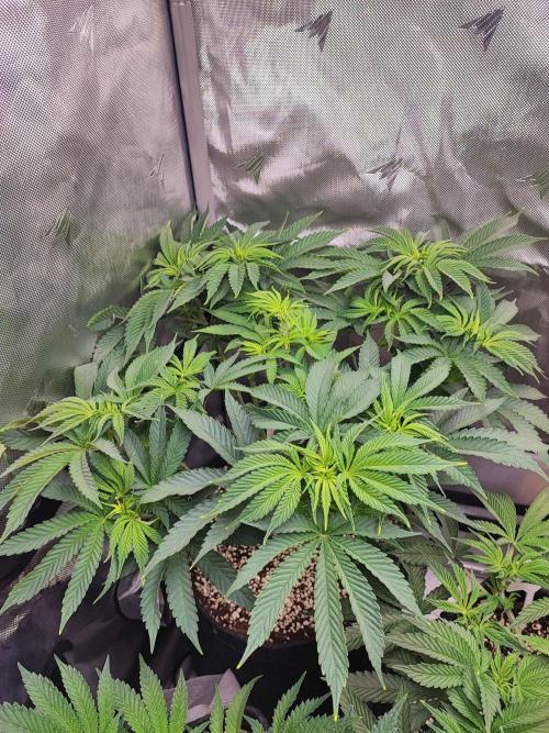 AC Infinity 3x3 grow. Week 6 - Toronjaz
DAY 42