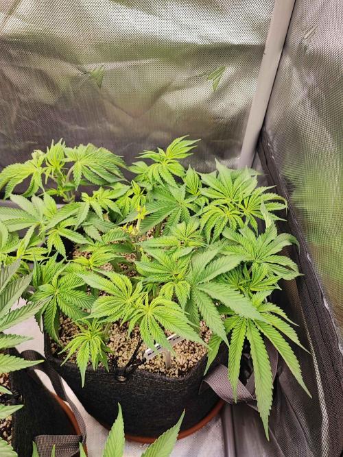 AC Infinity 3x3 grow. Week 6 - Uvaz 
DAY 42