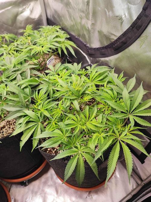 AC Infinity 3x3 grow. Week 6 - Blueberry Pancakes
DAY 42
