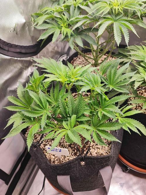 AC Infinity 3x3 grow. Week 6 - King´s Juice 
DAY 42