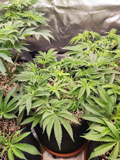 AC Infinity 3x3 grow. Week 6 - Rainbow Melon 
DAY 42
