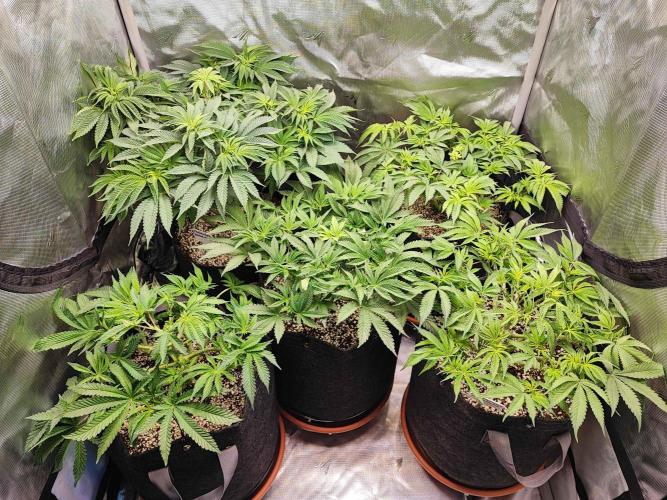 AC Infinity 3x3 grow. Week 7 - DAY 43 
6.4. 2026