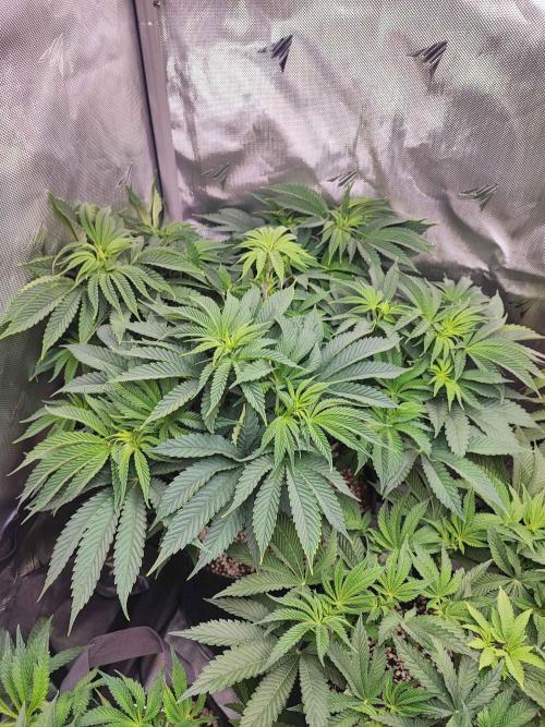 AC Infinity 3x3 grow. Week 7 - Toronjaz 
DAY 43
