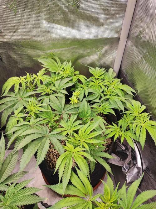 AC Infinity 3x3 grow. Week 7 - Uvaz 
DAY 43 
