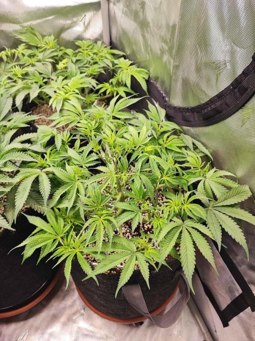 AC Infinity 3x3 grow. Week 7 - Blueberry Pancakes 
DAY 43 
