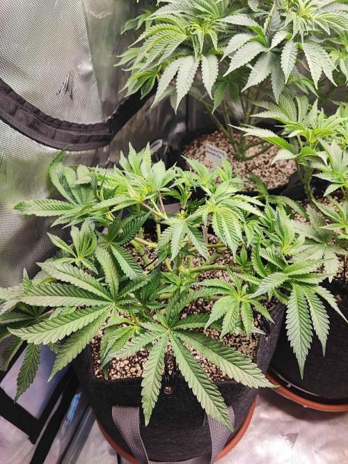 AC Infinity 3x3 grow. Week 7 - King´s Juice
DAY 43 
