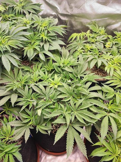 AC Infinity 3x3 grow. Week 7 - Rainbow Melon
DAY 43 
