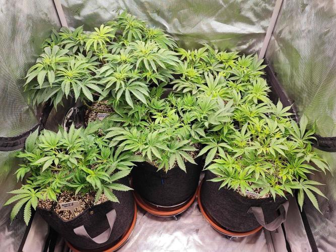 AC Infinity 3x3 grow. Week 7 - DAY 44
7.4. 2026