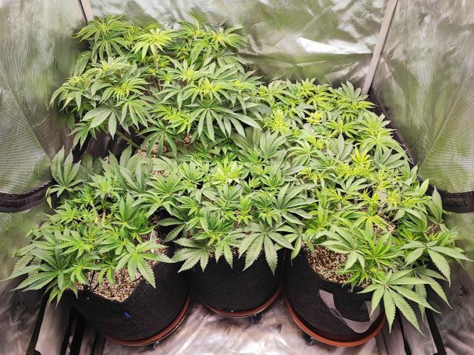 AC Infinity 3x3 grow. Week 7 - DAY 45
8.4. 2026
