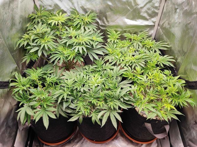 AC Infinity 3x3 grow. Week 7 - DAY 46
9.4. 2026