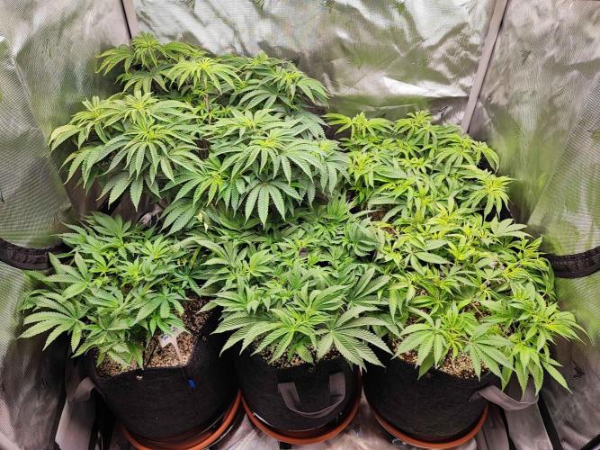 AC Infinity 3x3 grow. Week 7 - DAY 47
10.4. 2026