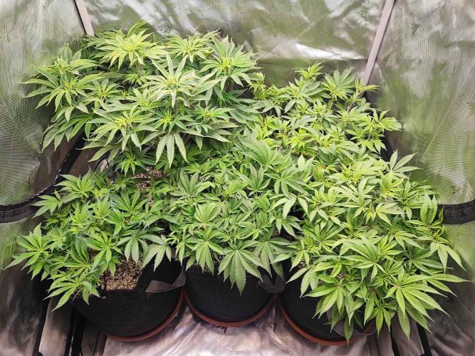 AC Infinity 3x3 grow. Week 7 - DAY 48
11.4. 2026
