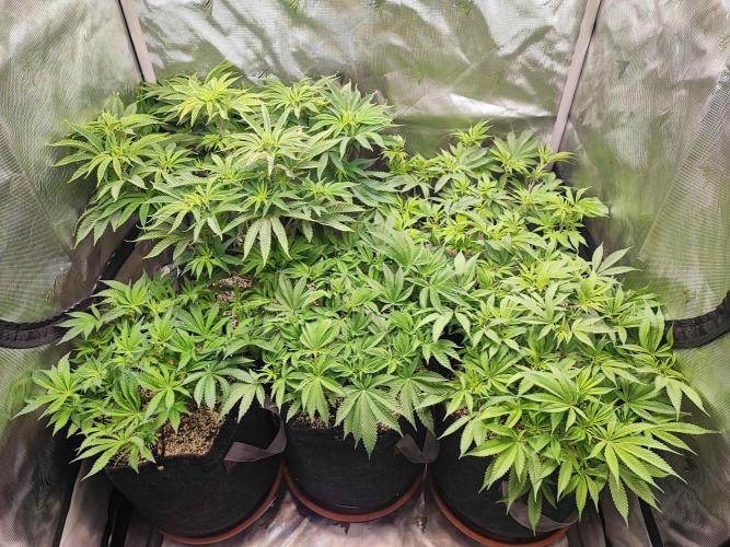 AC Infinity 3x3 grow. Week 7 - DAY 49
12.4. 2026