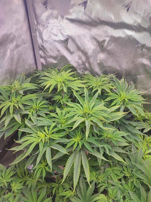 AC Infinity 3x3 grow. Week 7 - Toronjaz 
DAY 49