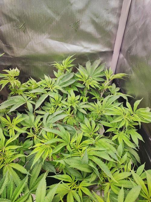 AC Infinity 3x3 grow. Week 7 - Uvaz 
DAY 49