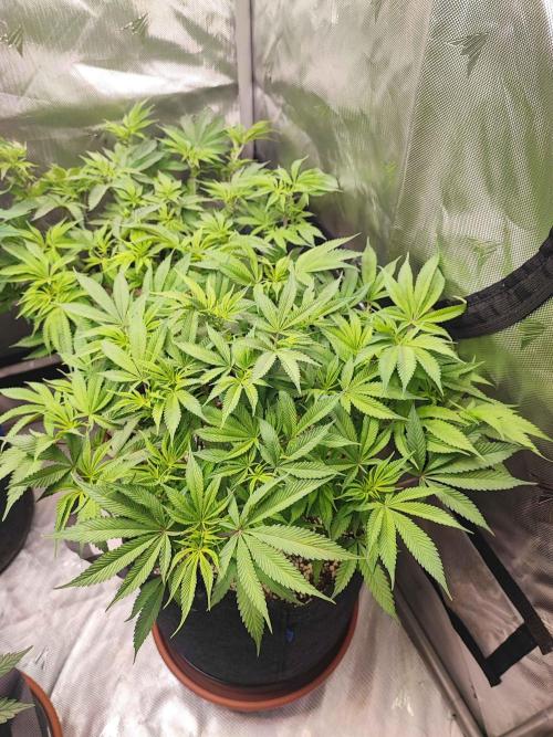 AC Infinity 3x3 grow. Week 7 - Blueberry Pancakes 
DAY 49